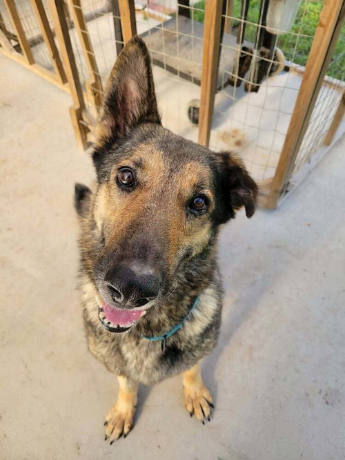 Truvy, a dog for adoption from SNARR Northeast Animal Rescue