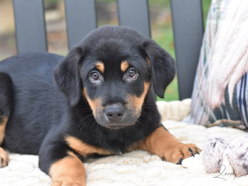 Zorro (Conroe Puppies)