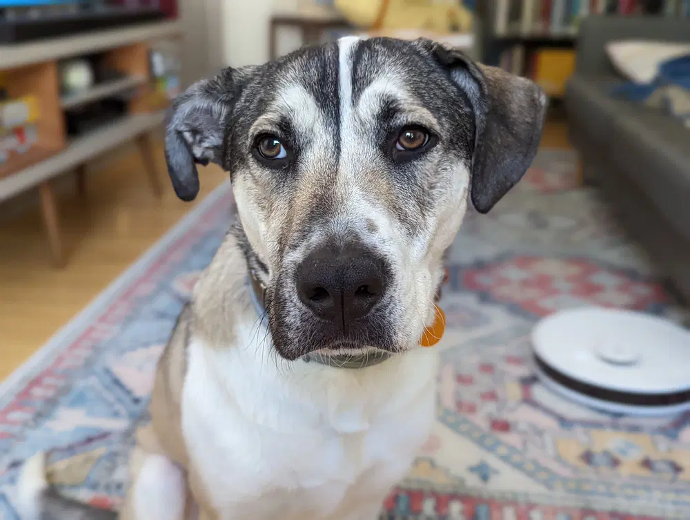 Ruger image 3