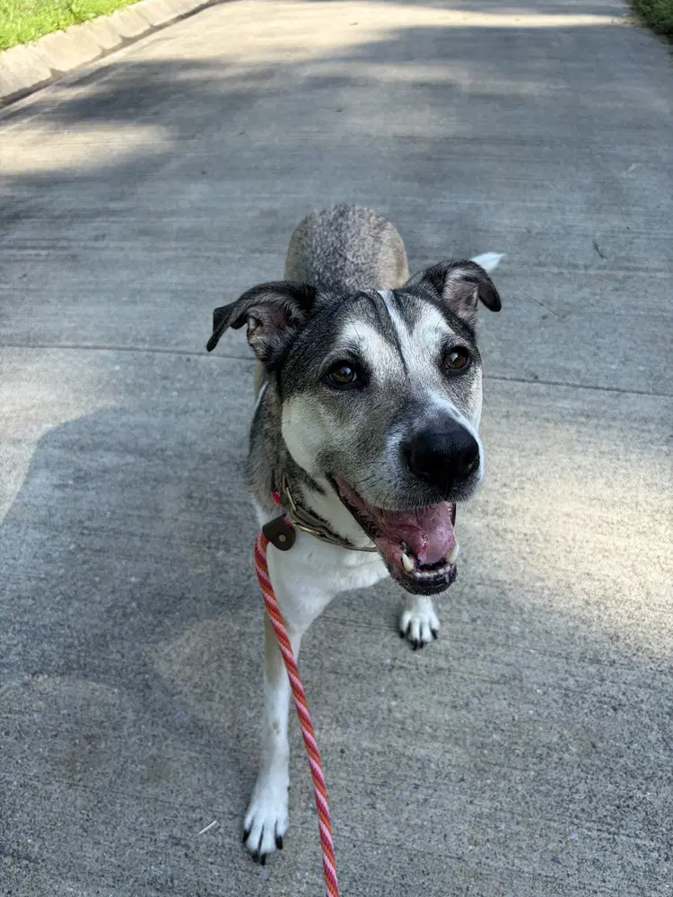 Ruger image 4