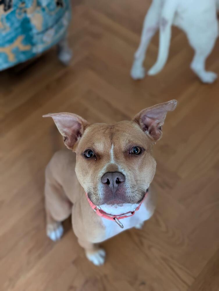 Paloma, dog