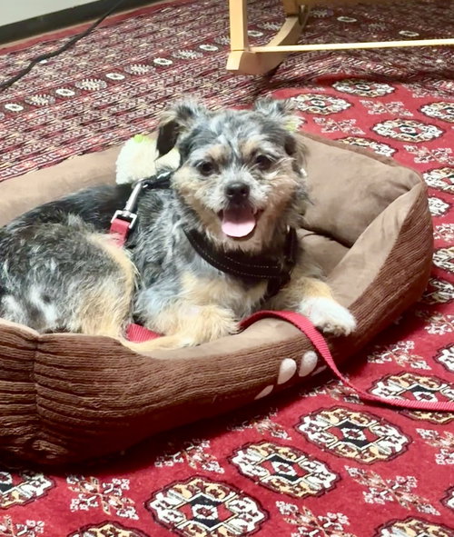 Scruffy photo 3