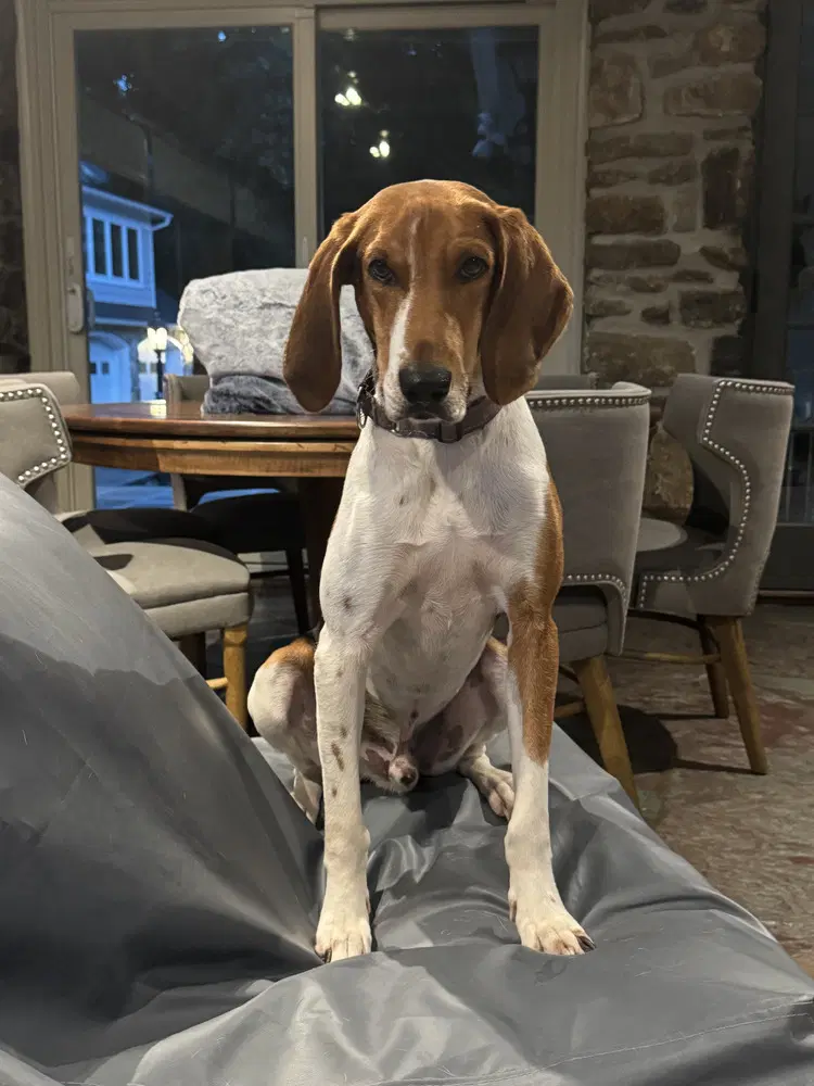 Canterbury - Treeing Walker Coonhound