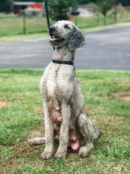 Dorthea, an adoptable Poodle in Brewster, NY