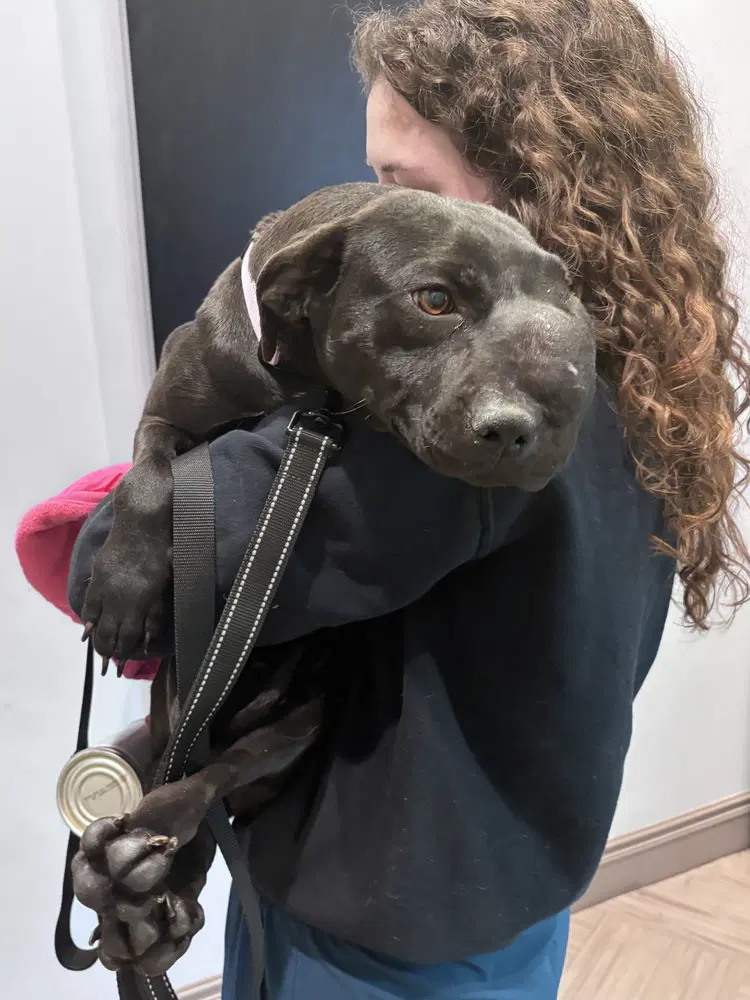 Kitkat Georgia - Labrador Retriever