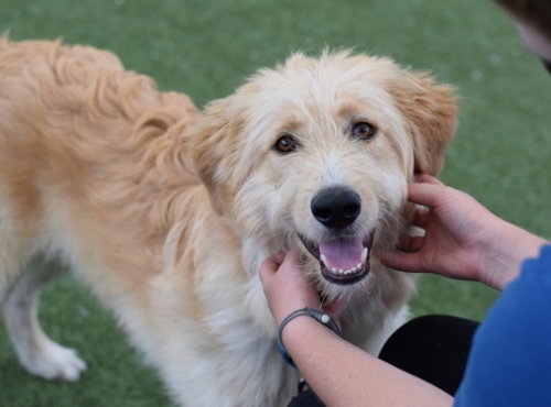 Rex, an adoptable Labrador Retriever in Brewster, NY