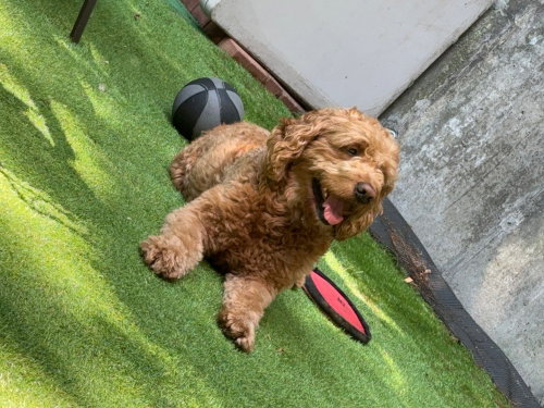 Rian, an adoptable Golden Retriever in Brewster, NY