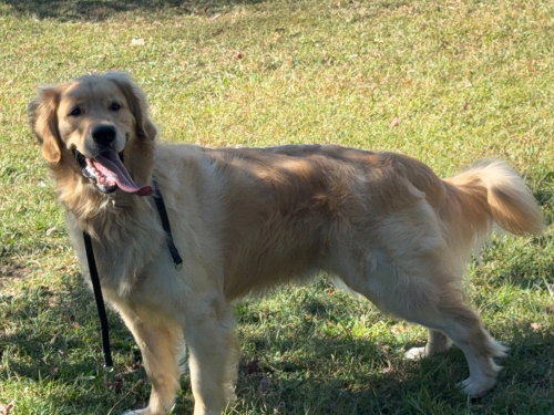 Rex, an adoptable Golden Retriever in Brewster, NY