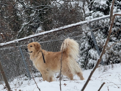 Rex photo 3