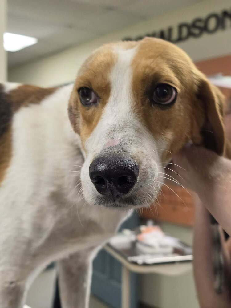 Rufus