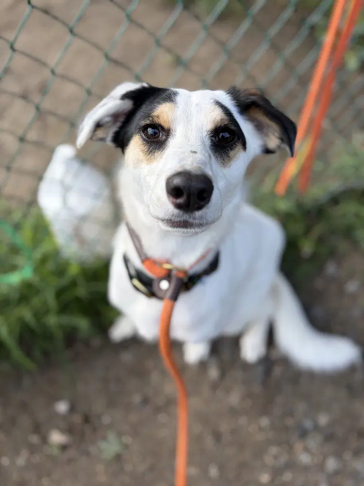 Ac - Brian Aka Loverboy - Australian Shepherd