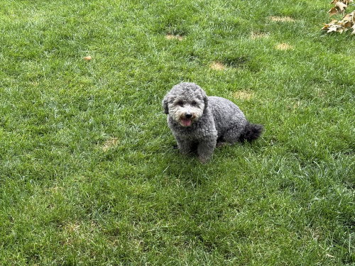 Mikey, photo 2