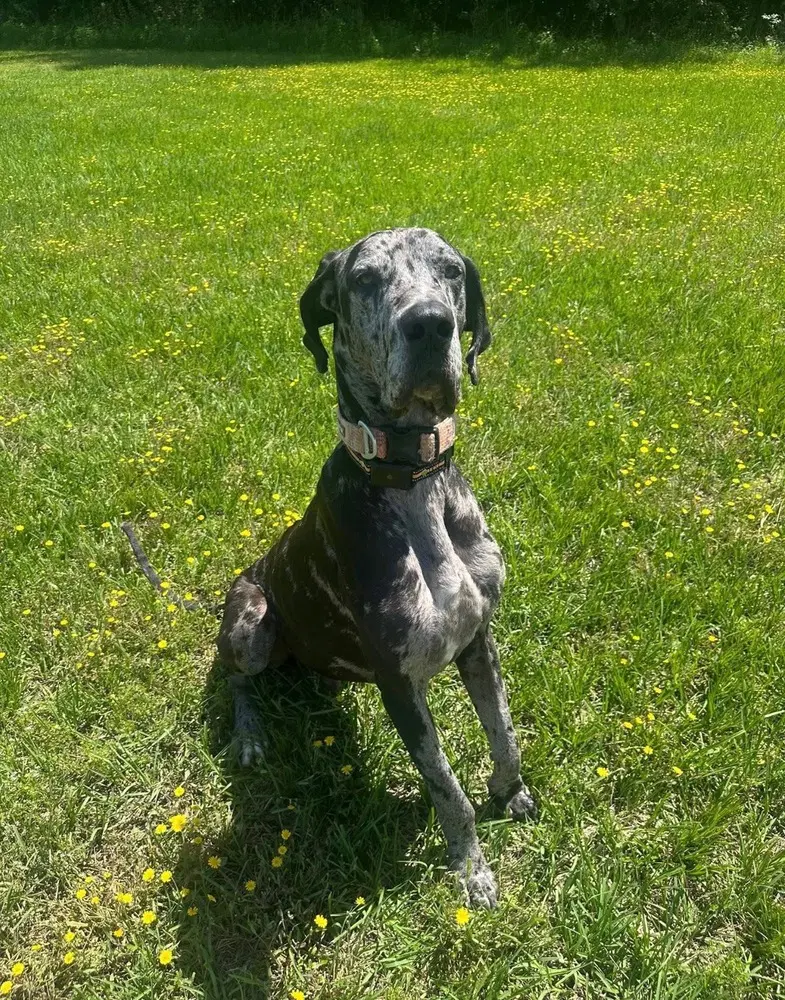 Duke The Dane - Great Dane
