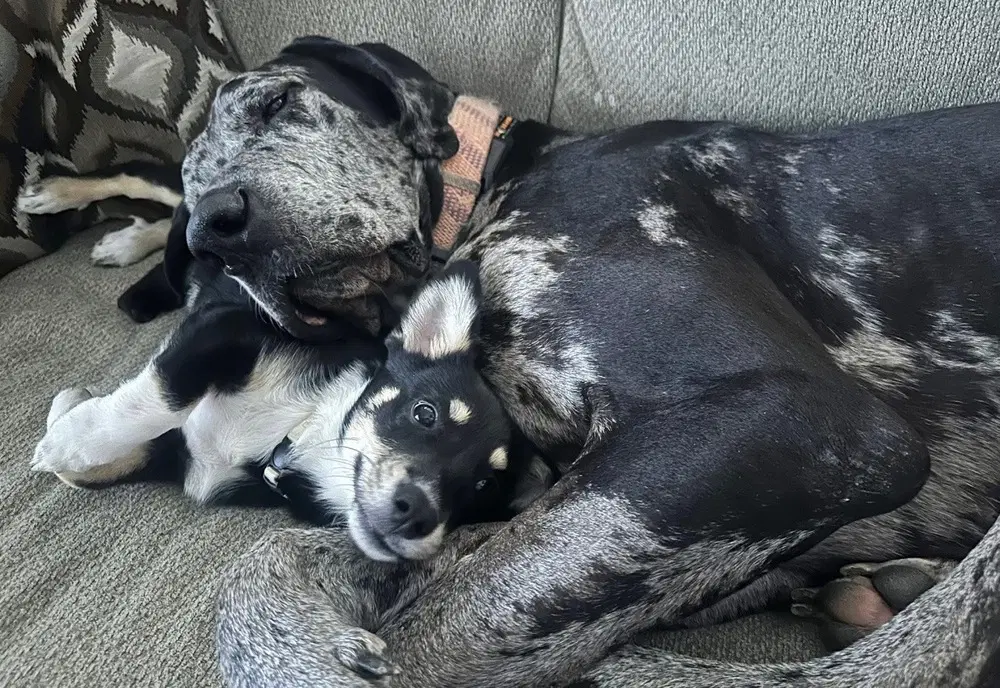 Duke The Dane image 2