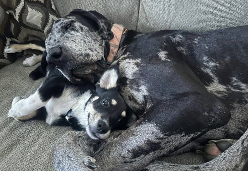 Duke The Dane photo 2