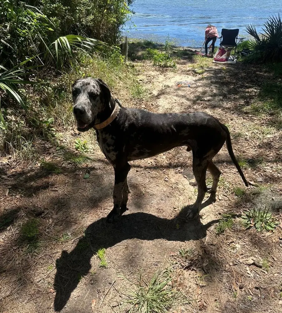 Duke The Dane image 3