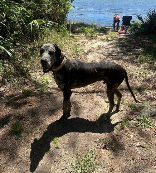 Duke The Dane photo 3