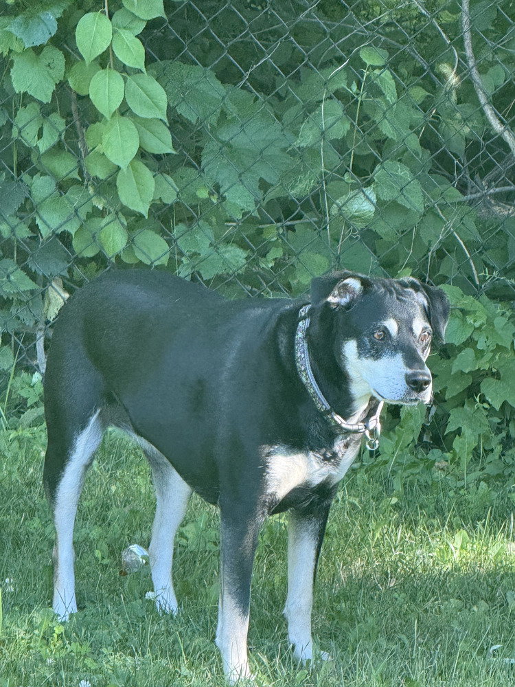 Luna the Loving, dog
