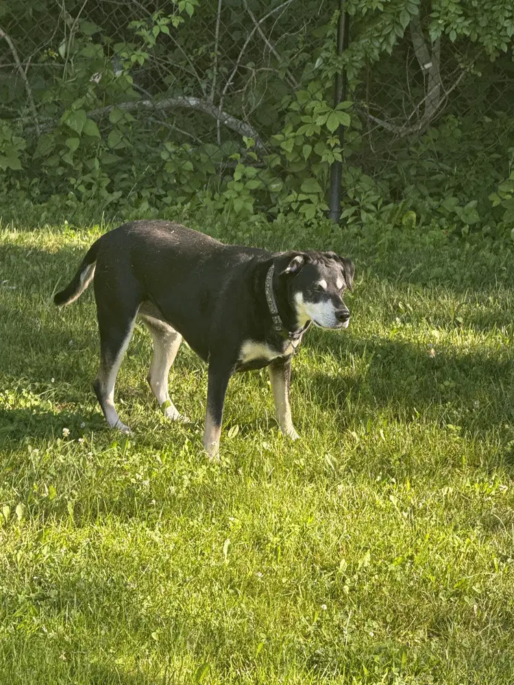 Luna The Loving image 2
