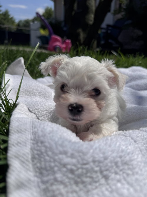 Willy (Snow's Litter)