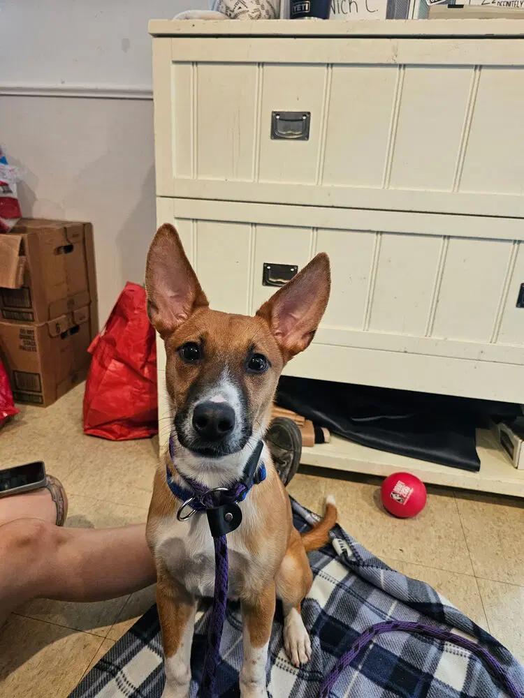 Lee The Loving - Terrier