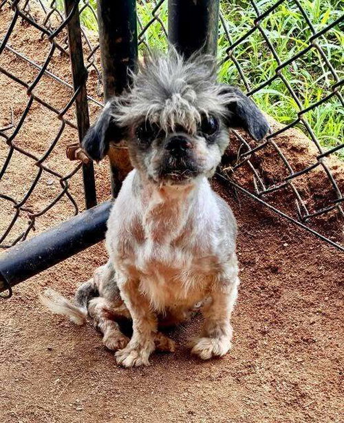 Mr. Coco, photo 2