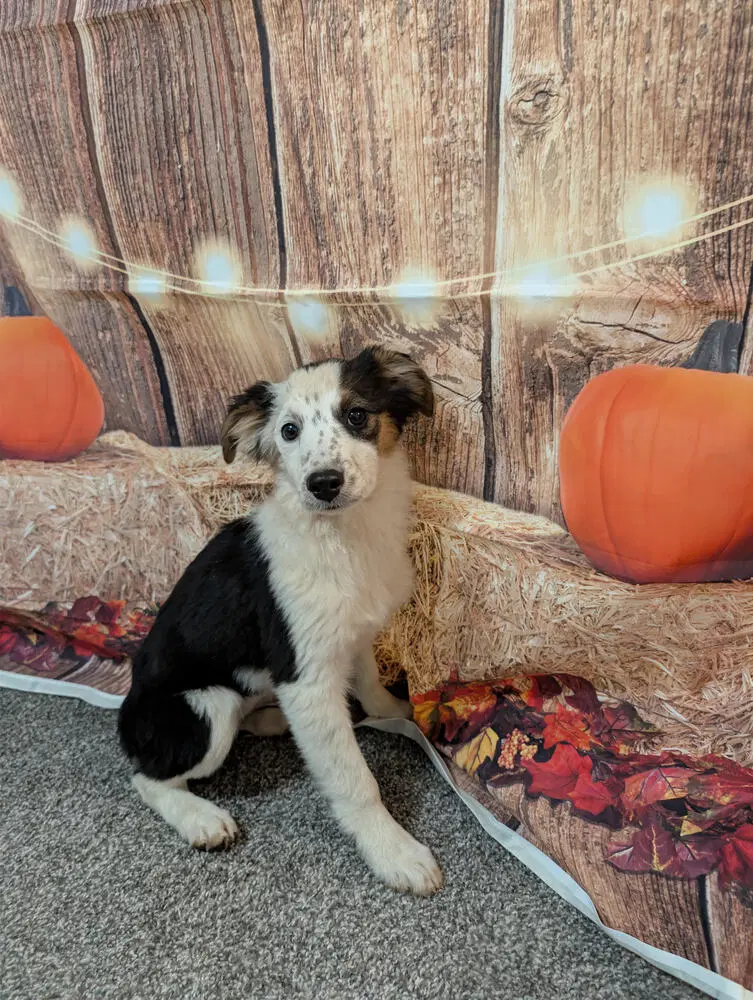 Emily Aussie - Australian Shepherd