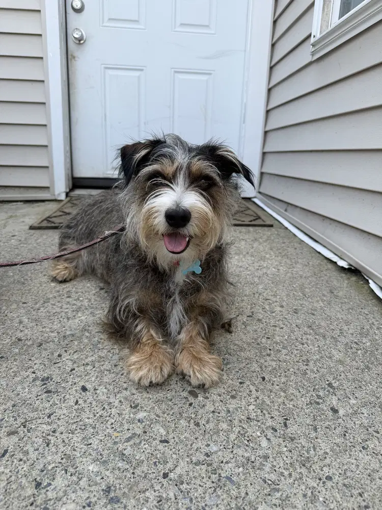 Buster Cocoa's Crew - Terrier