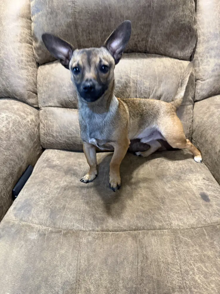 Mr Pickles - Chihuahua