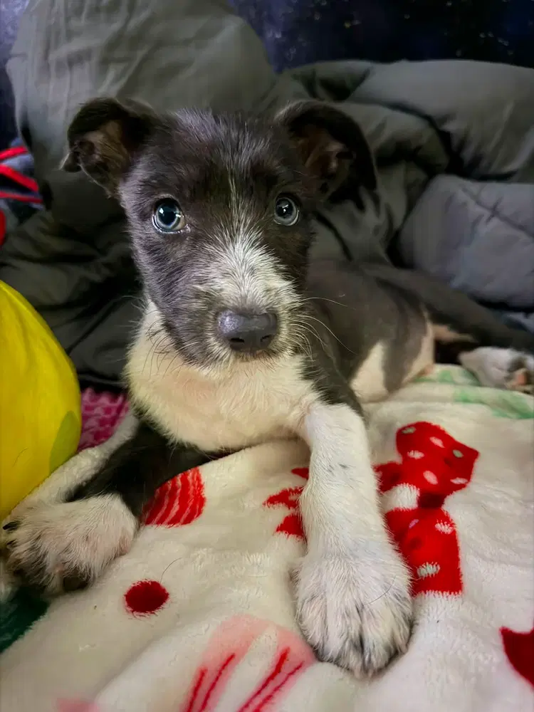Reggie - Terrier