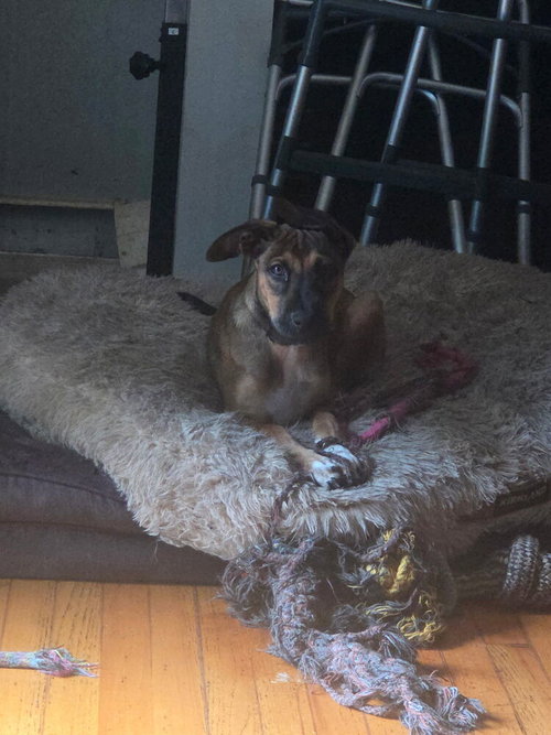 Photo 2 of Bergamot (TN B Litter)