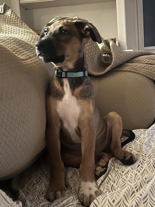 Photo 4 of Bergamot (TN B Litter)