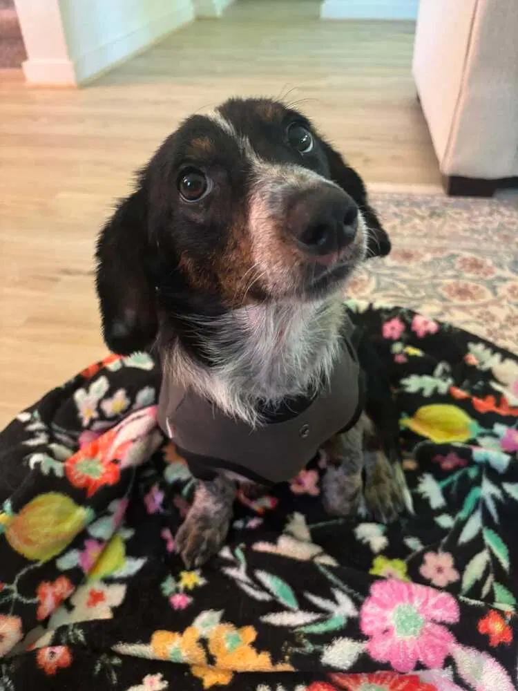 Biscuit - Dachshund