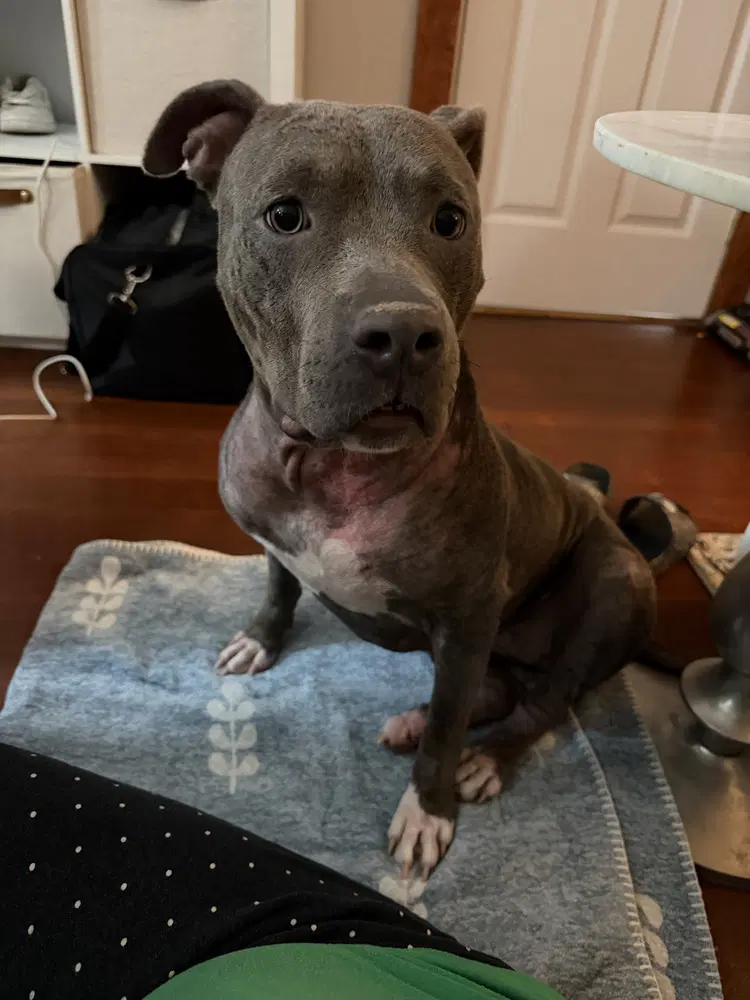 London - Pit Bull Terrier