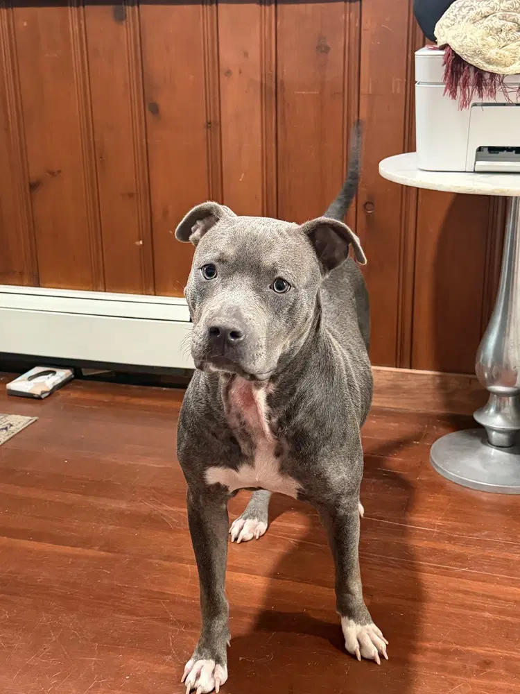 London - Pit Bull Terrier