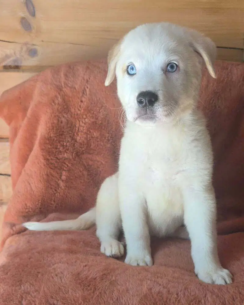 Nettle N Puppies - Great Pyrenees