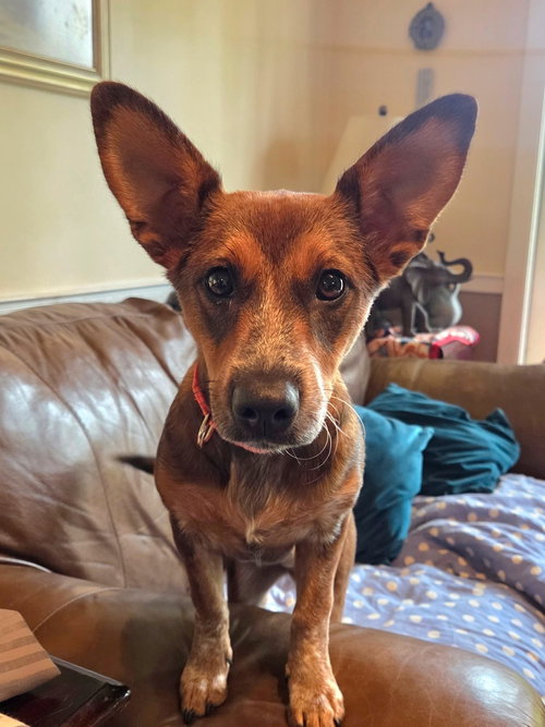Ginny (G Sisters), Labrador Retriever / Australian Cattle Dog/Blue Heeler / Mixed