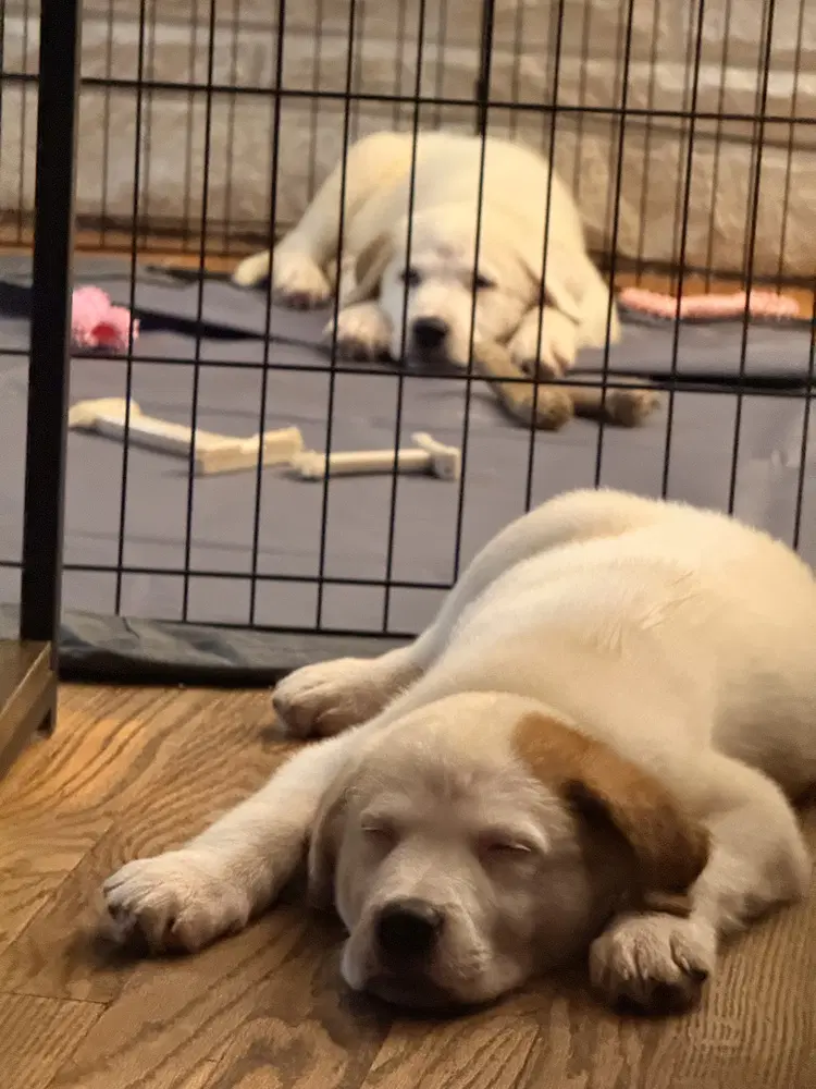 Naga N Puppies image 2