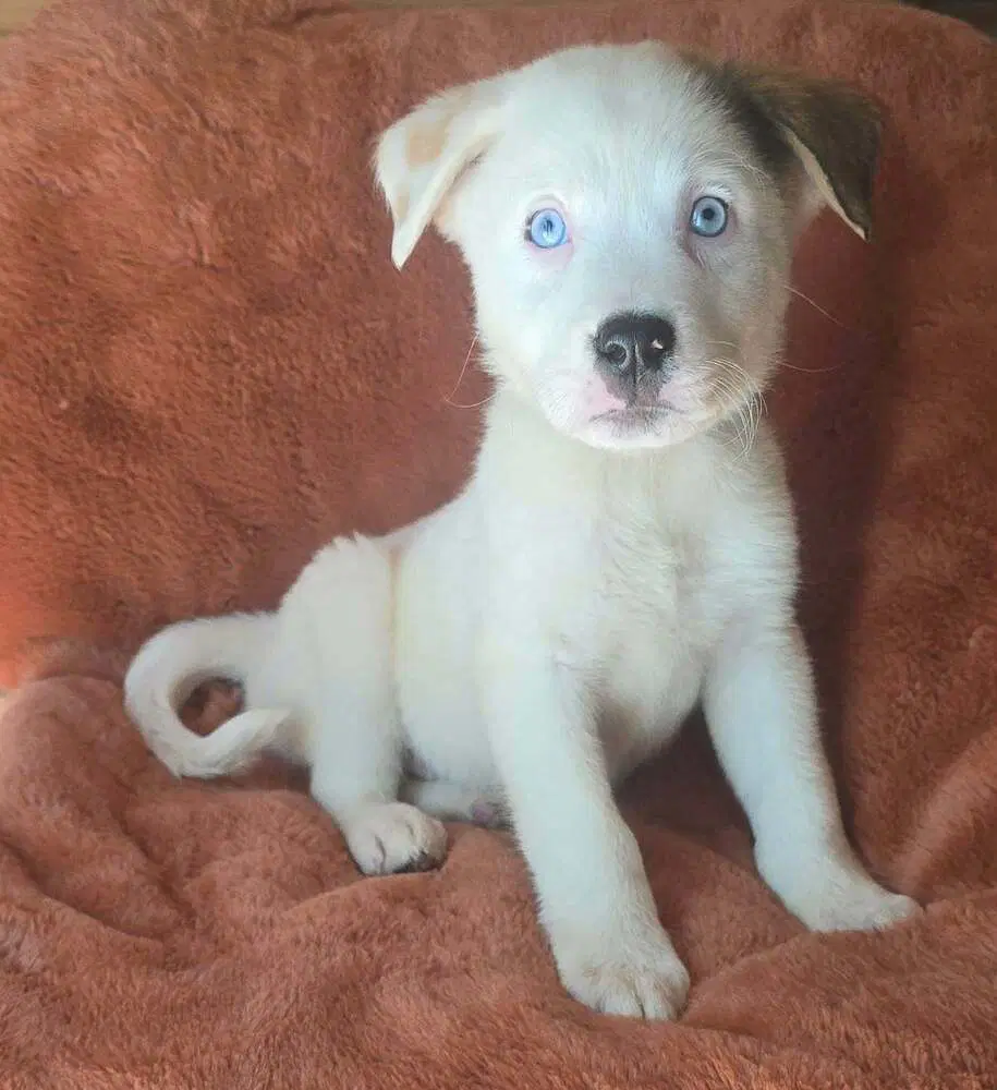 Naga N Puppies image 3