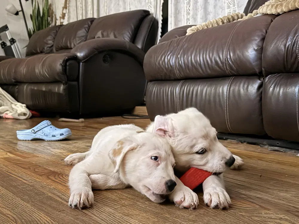 Naga N Puppies image 4