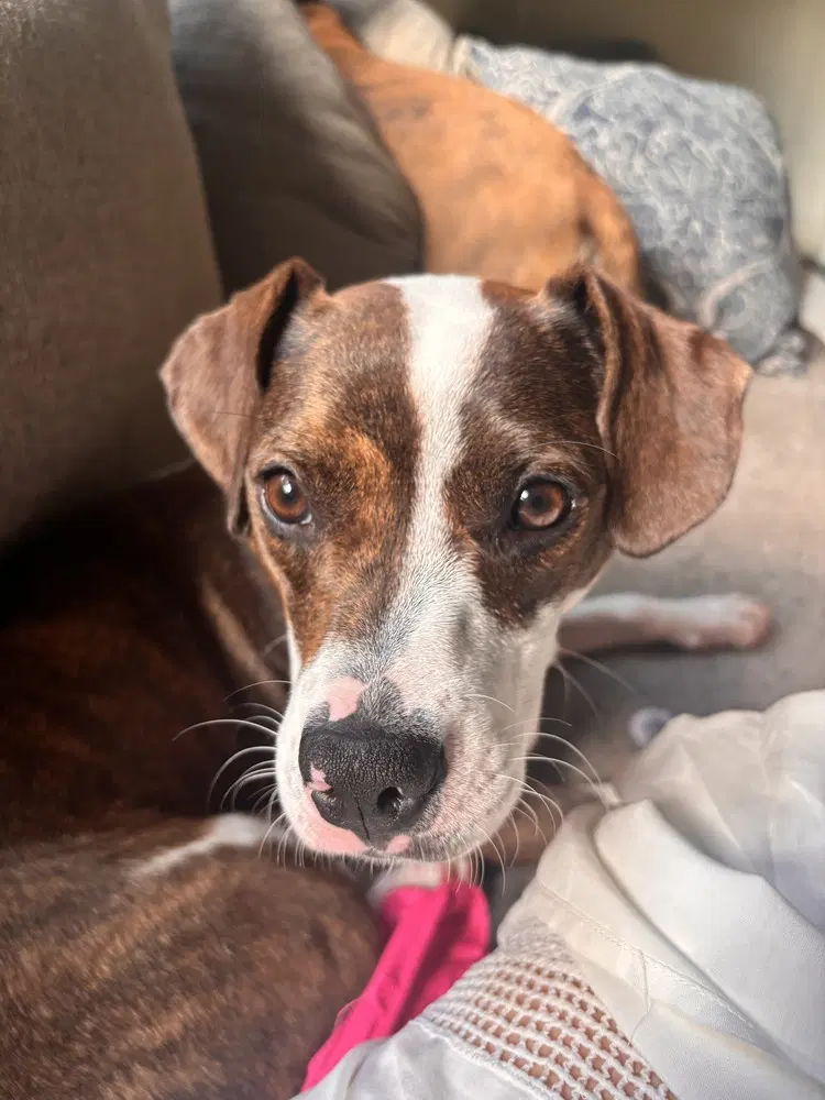 Georgia G Sisters - Hound