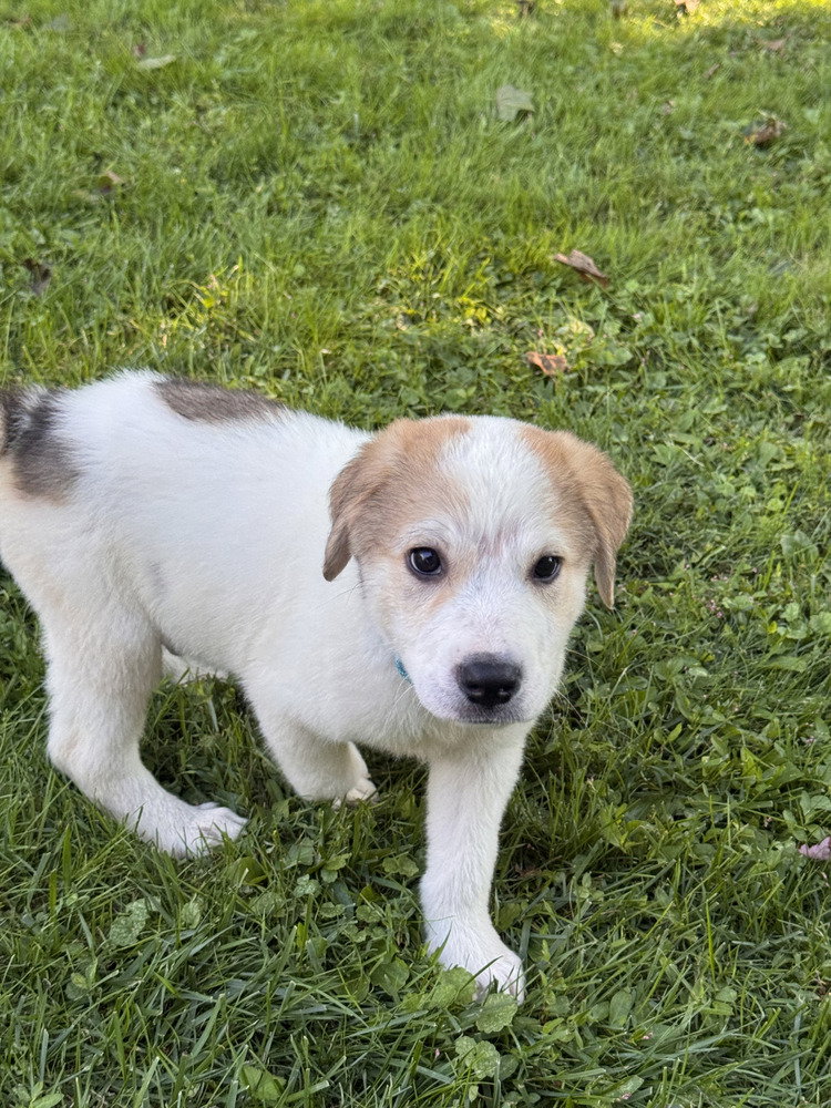 Neem (N Puppies), dog