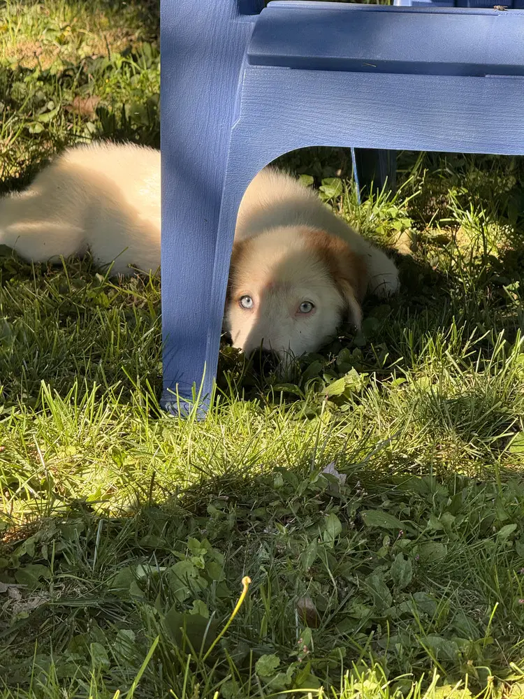 Nutmeg N Puppies image 2