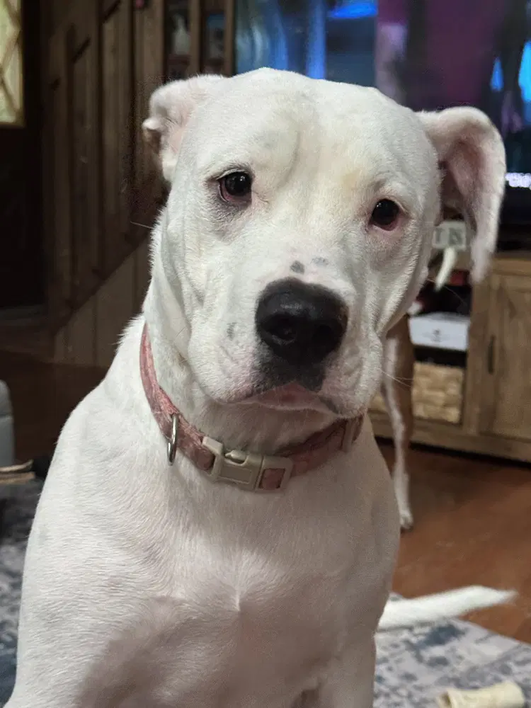 Bj Fka Luna - American Staffordshire Terrier