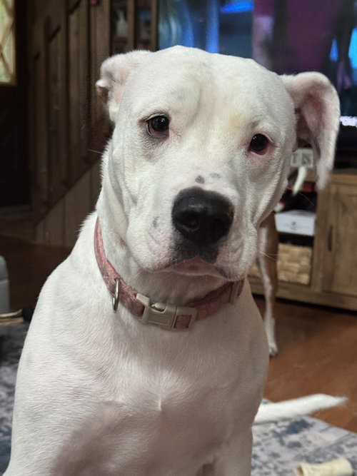 BJ (fka Luna), a dog for adoption from SNARR Northeast Animal Rescue