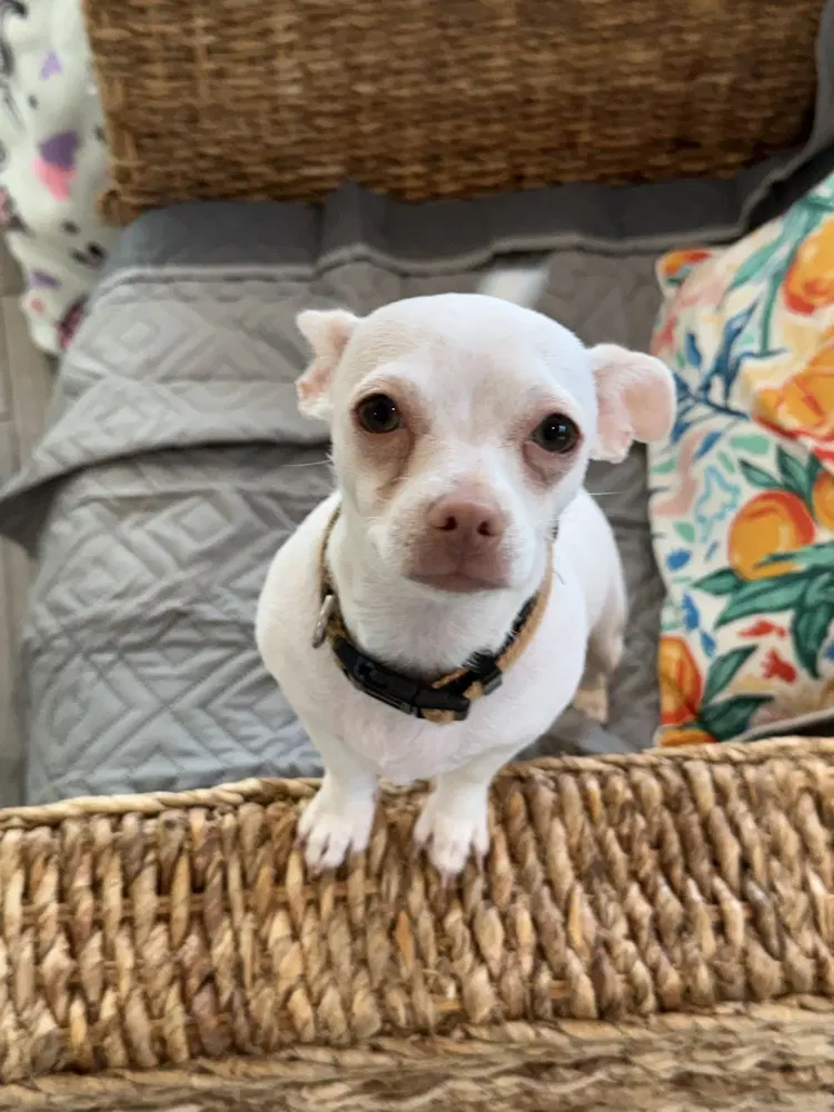 Snowflake Snow Sisters - Chihuahua