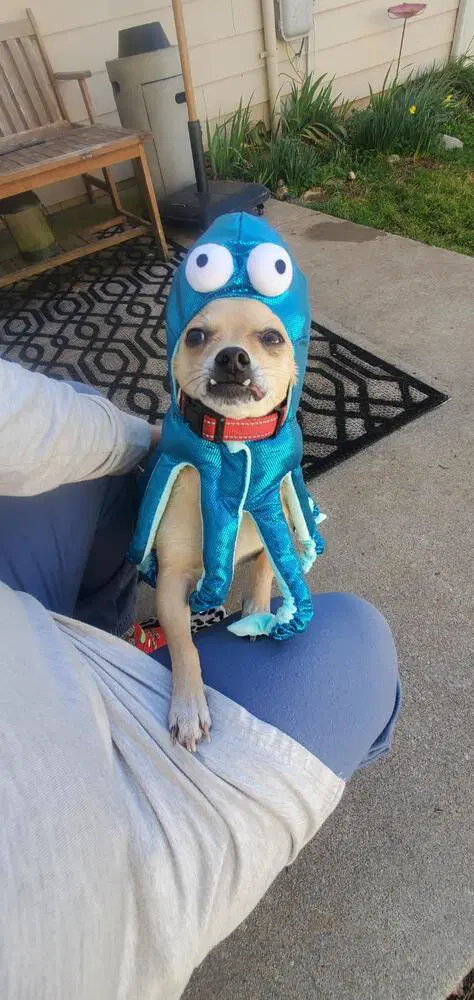 Rico - Chihuahua