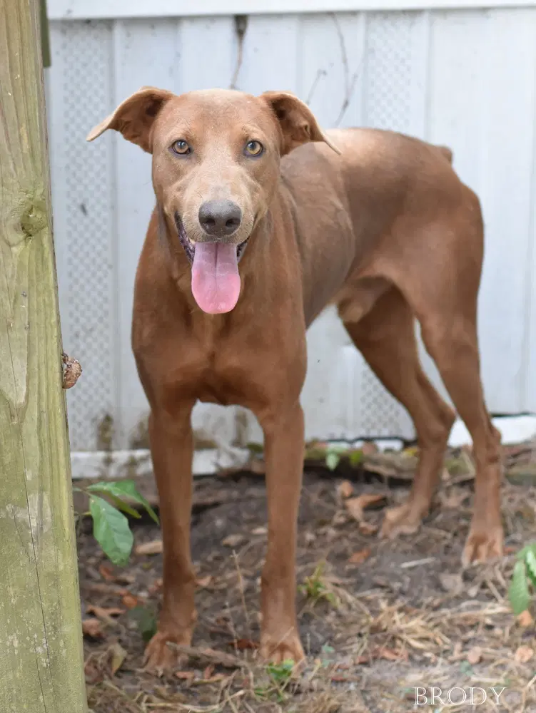 Brody - Doberman Pinscher