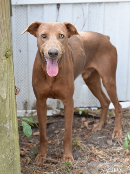 Brody, a dog for adoption from SNARR Northeast Animal Rescue