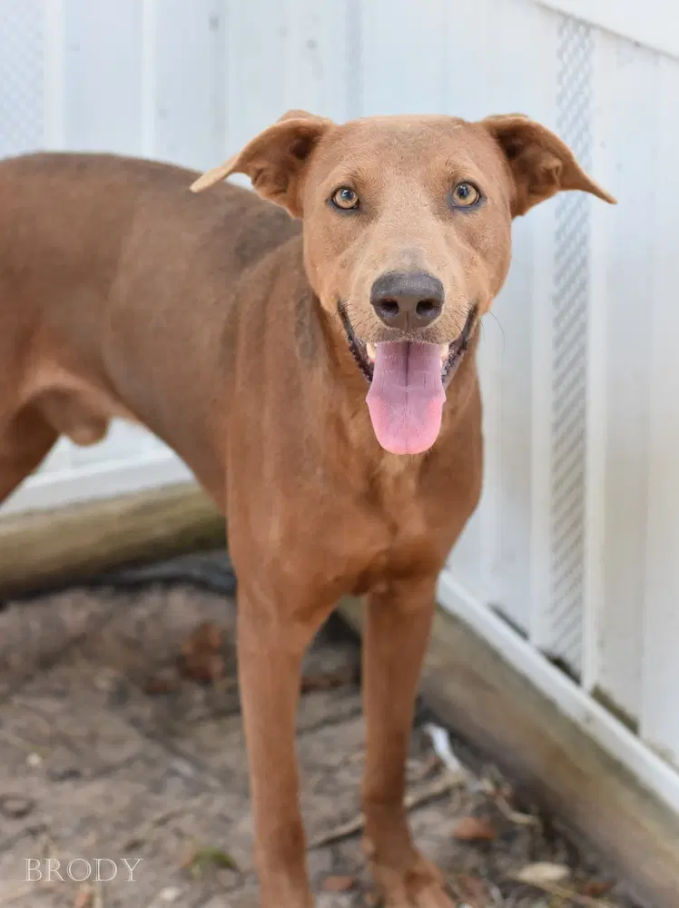 Brody image 3